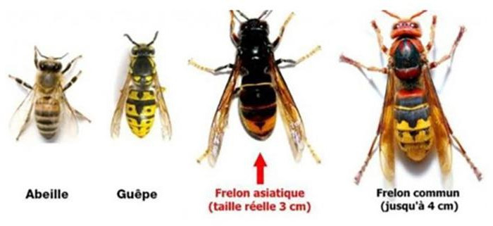 Apparrence du frelon asiatique
